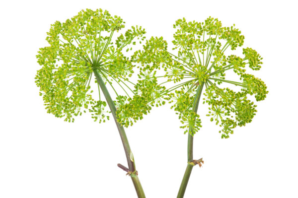 Angelica Seed Oil