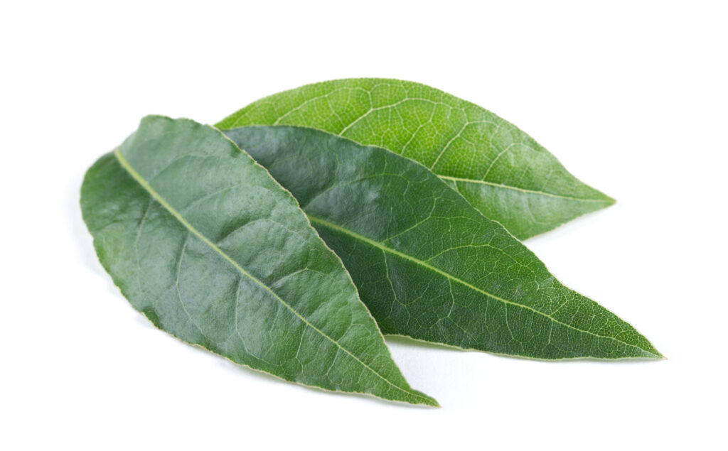 Bay Leaf Oil