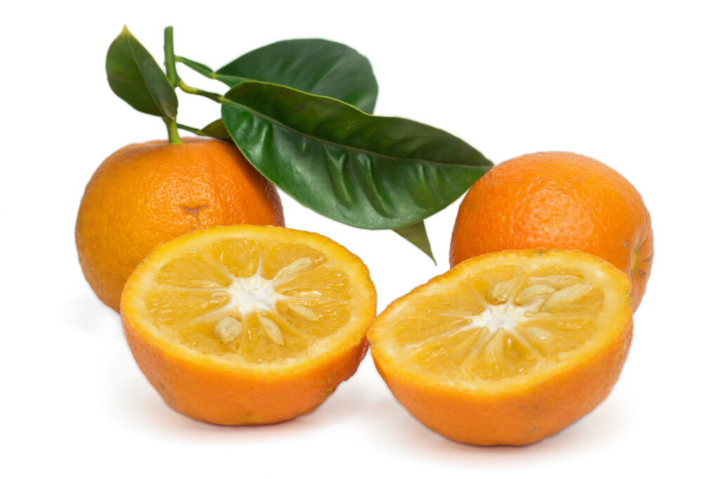 Bitter Orange