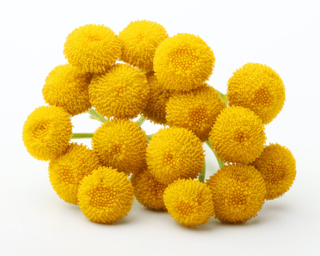 Blue Tansy