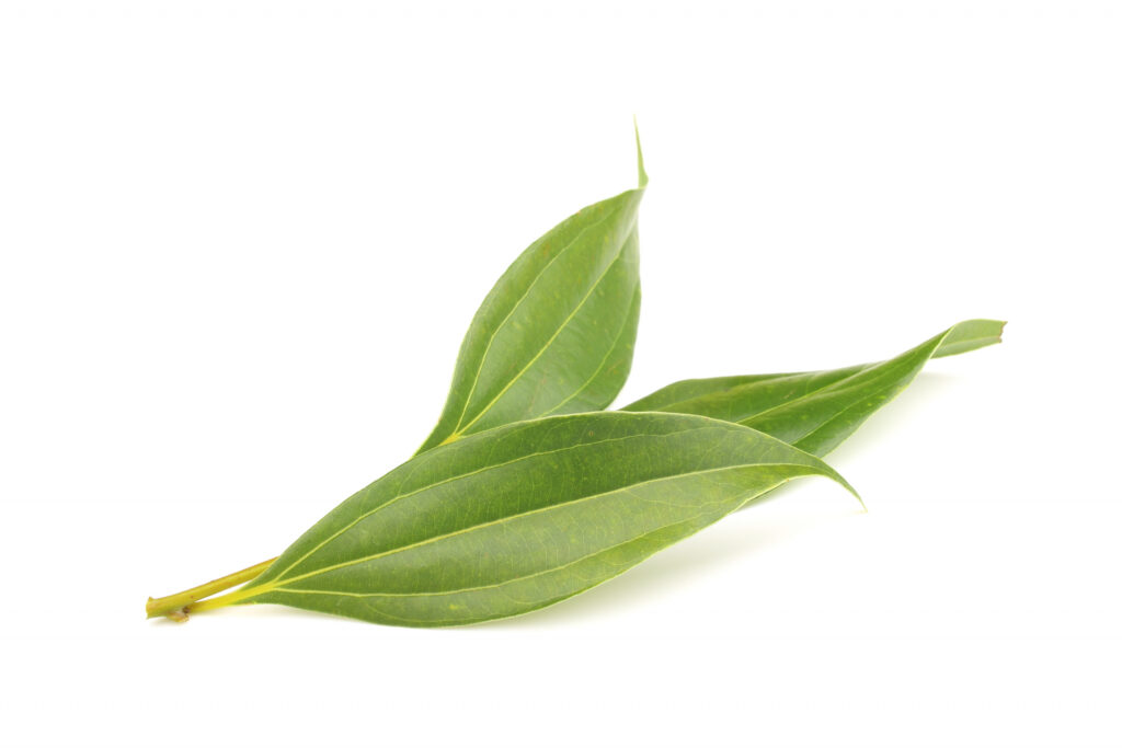 Cinnamon Leaf Oil