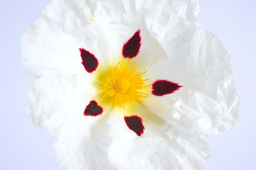 Cistus
