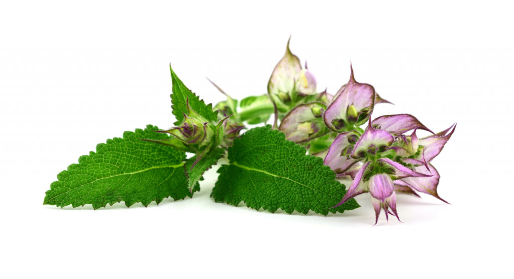 Clary Sage Essential Oil