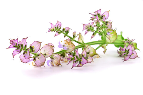 Clary Sage (English)  Essential Oil