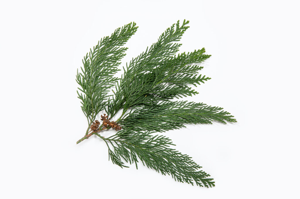 Cypress Essential Oil