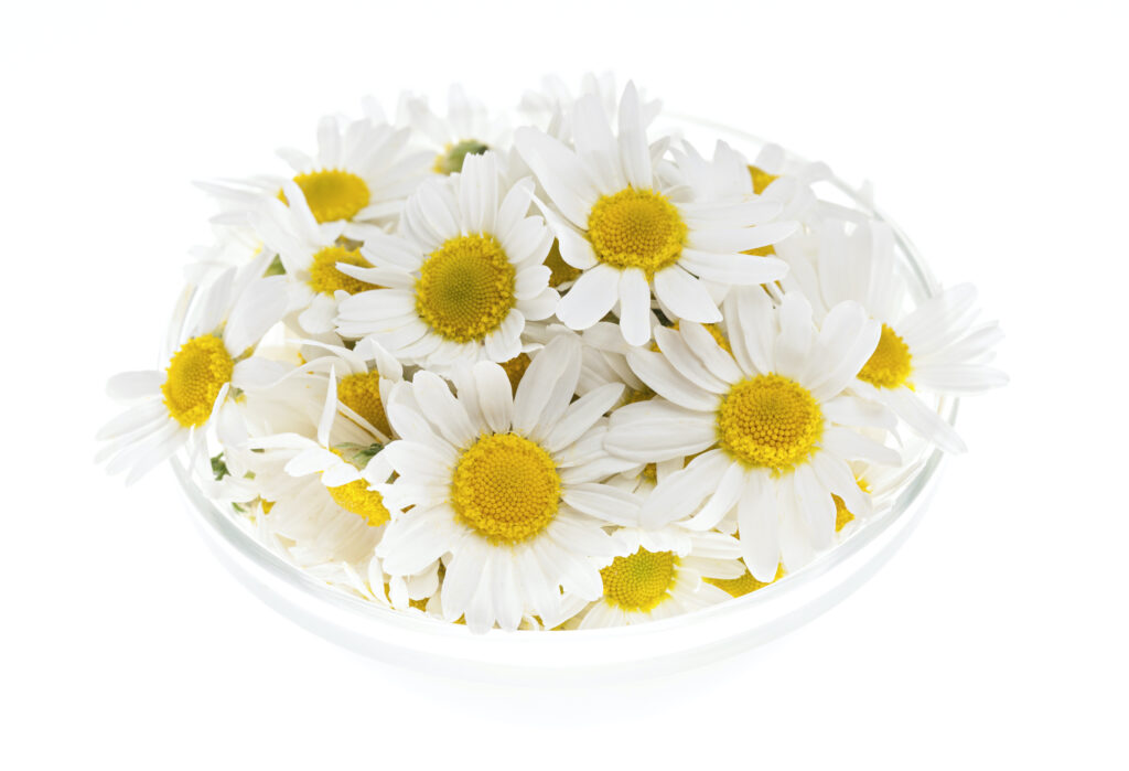 Chamomile Essential Oil (English/Roman)