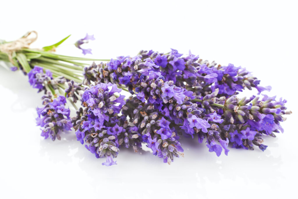 English Lavender Essential Oil