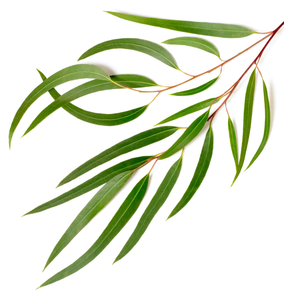 Eucalyptus (Citriodora)