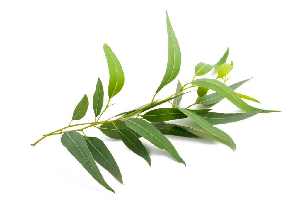 Eucalyptus Essential Oil