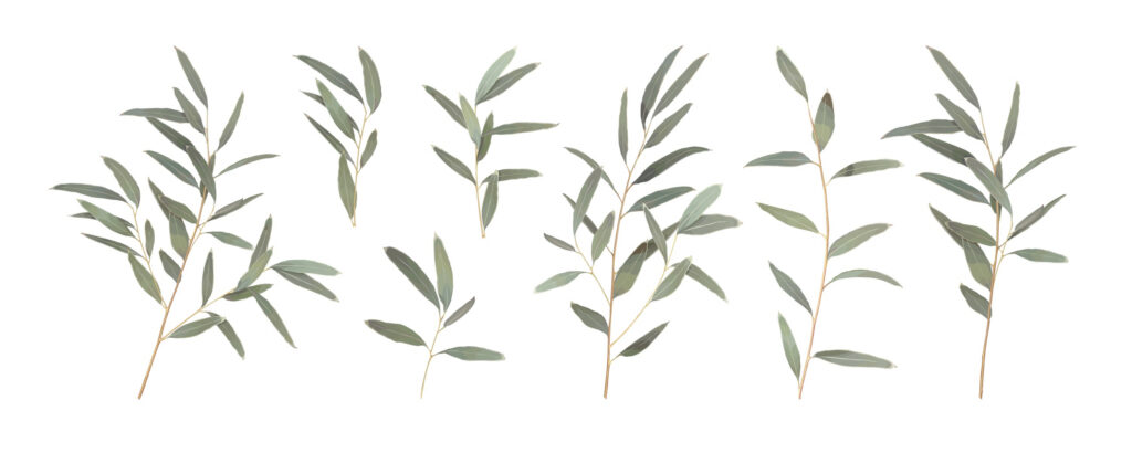 Eucalyptus (Radiata)