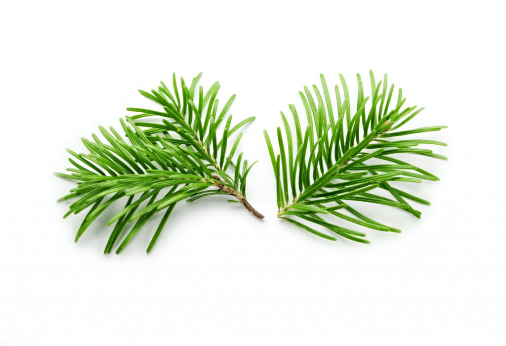 Fir Needle