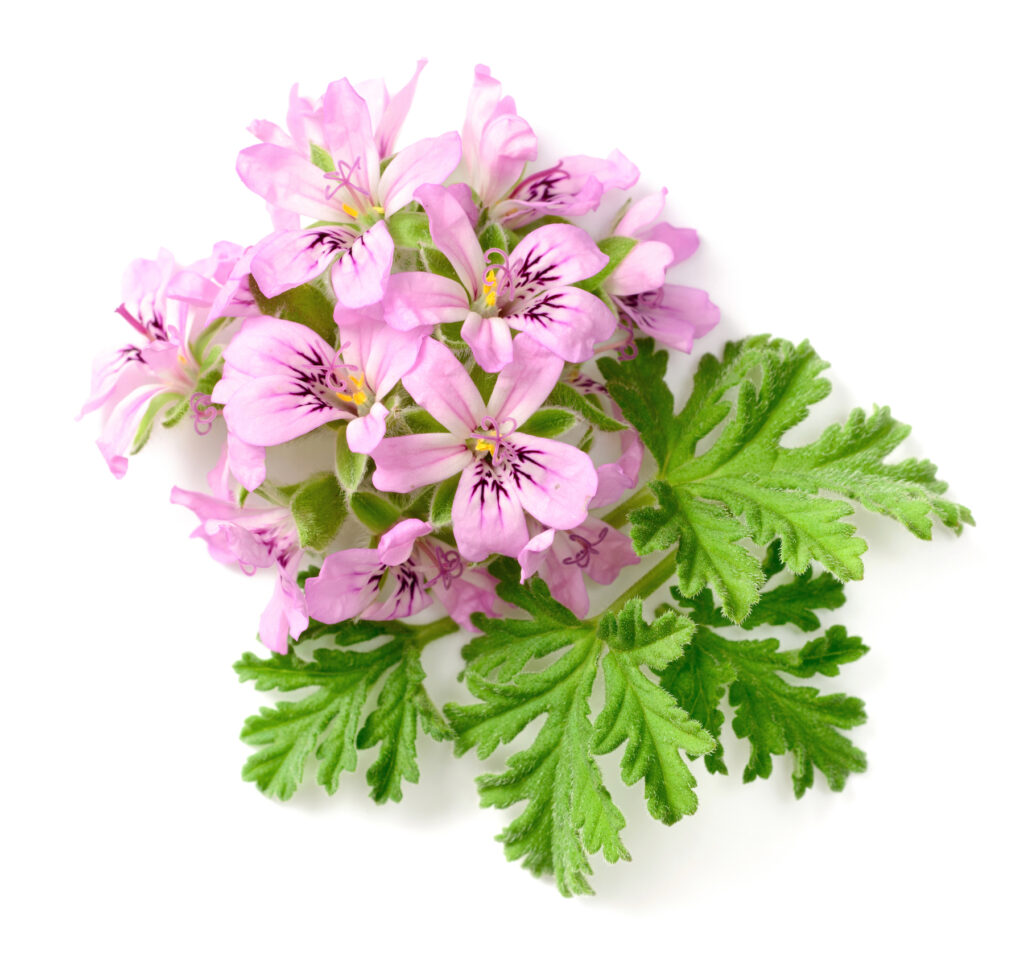 Geranium Hydrosol/Floral Water