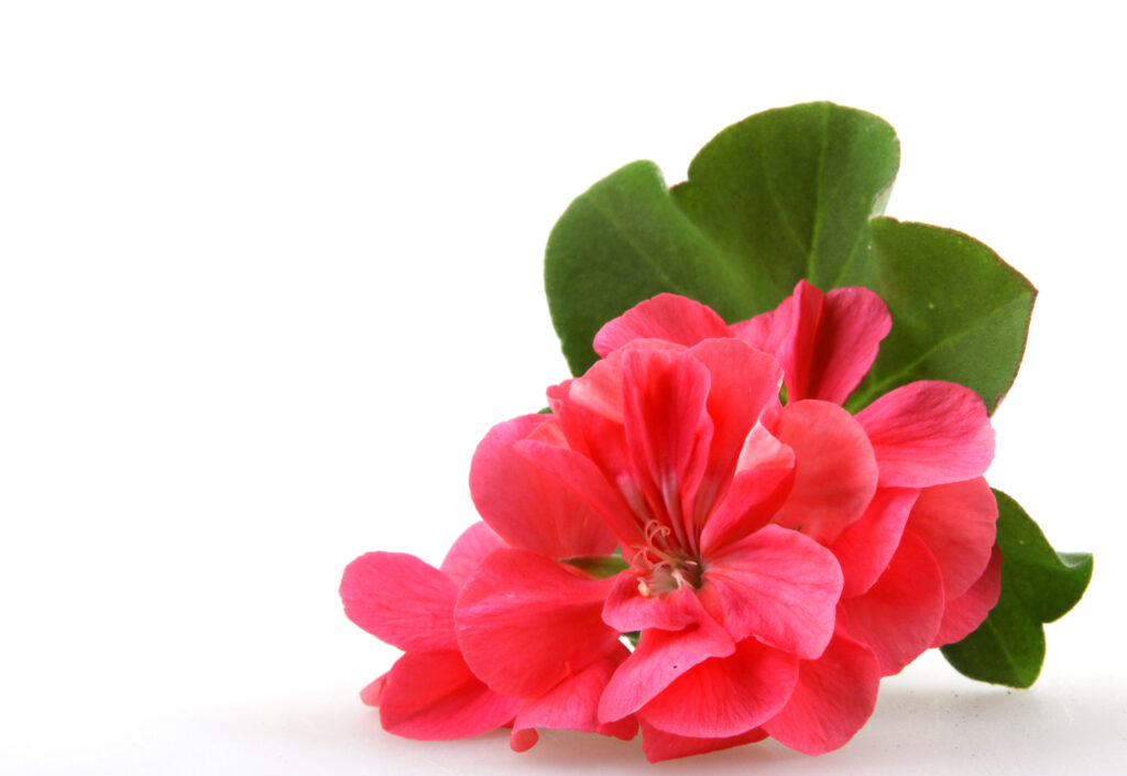 Geranium Essential Oil