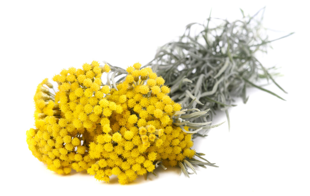 Helichrysum Oil