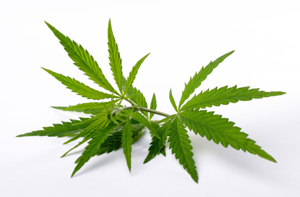 Hemp Essential Oil