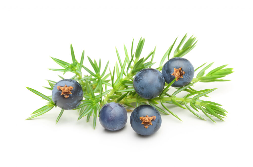 Juniper Hydrosol/Floral Water