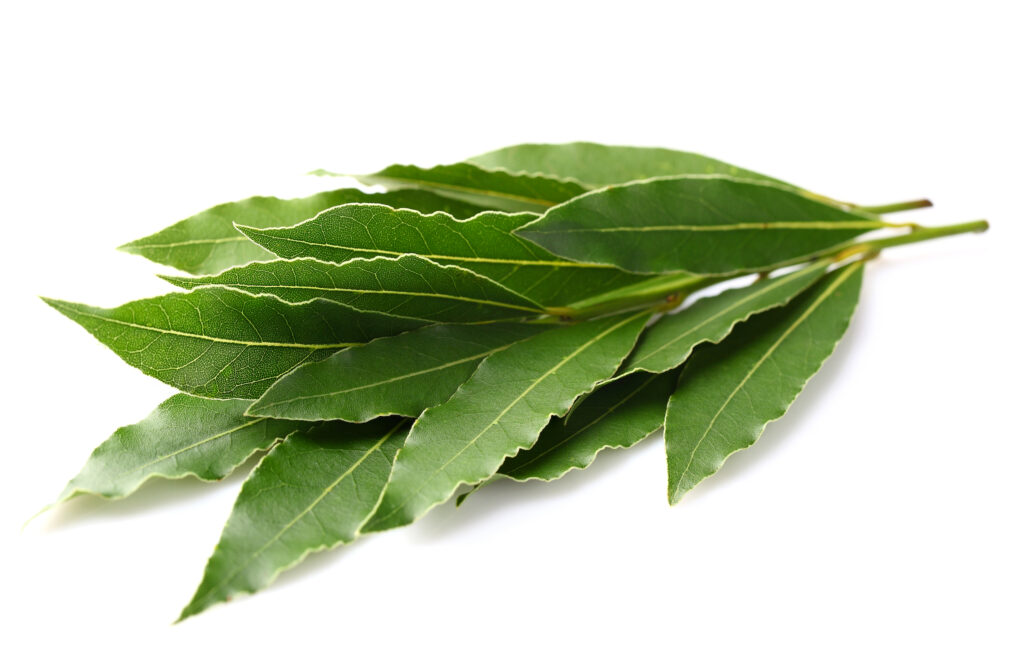 Laurel Leaf