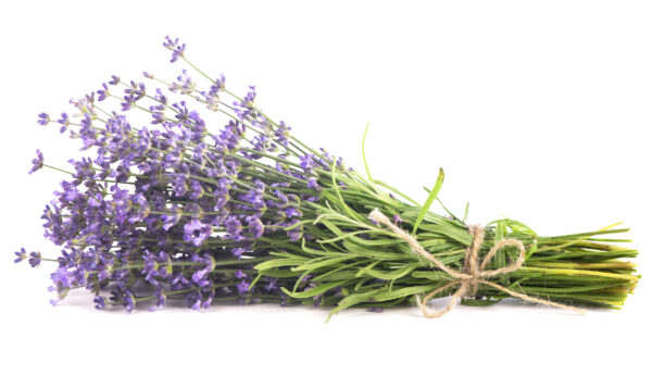 Lavender (French)