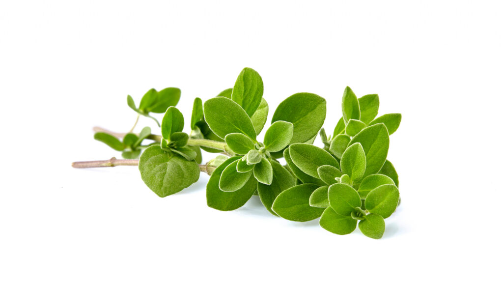 Marjoram Essential Oils Sweet