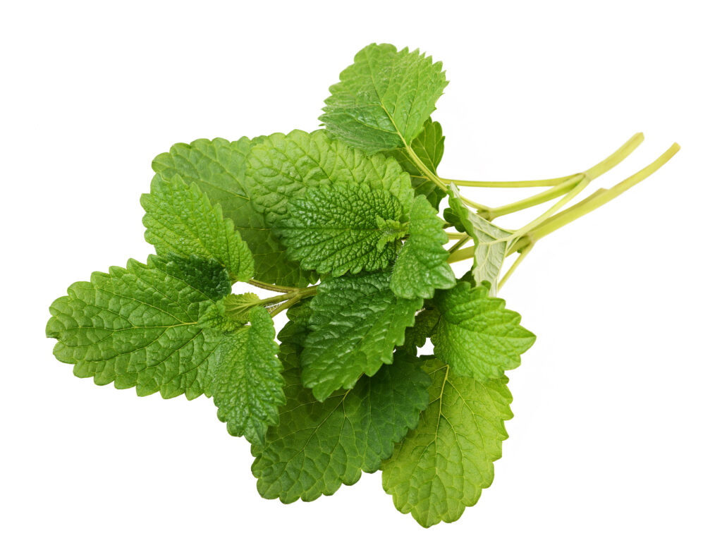 Melissa Essential Oil