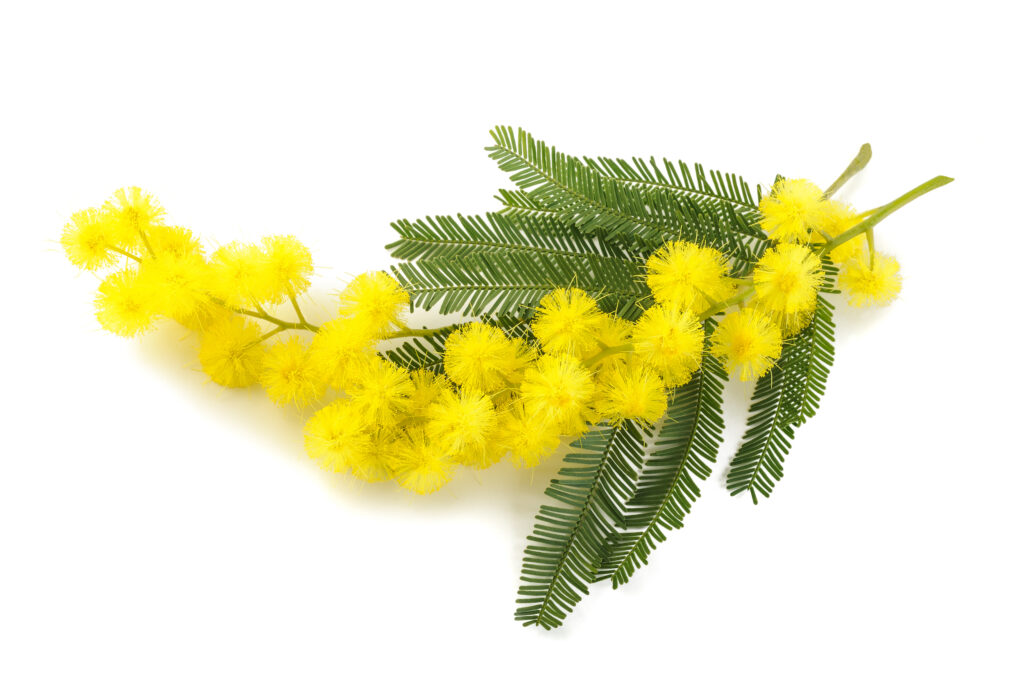 Mimosa Pourable