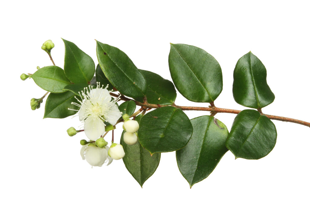 Myrtle Essential Oil