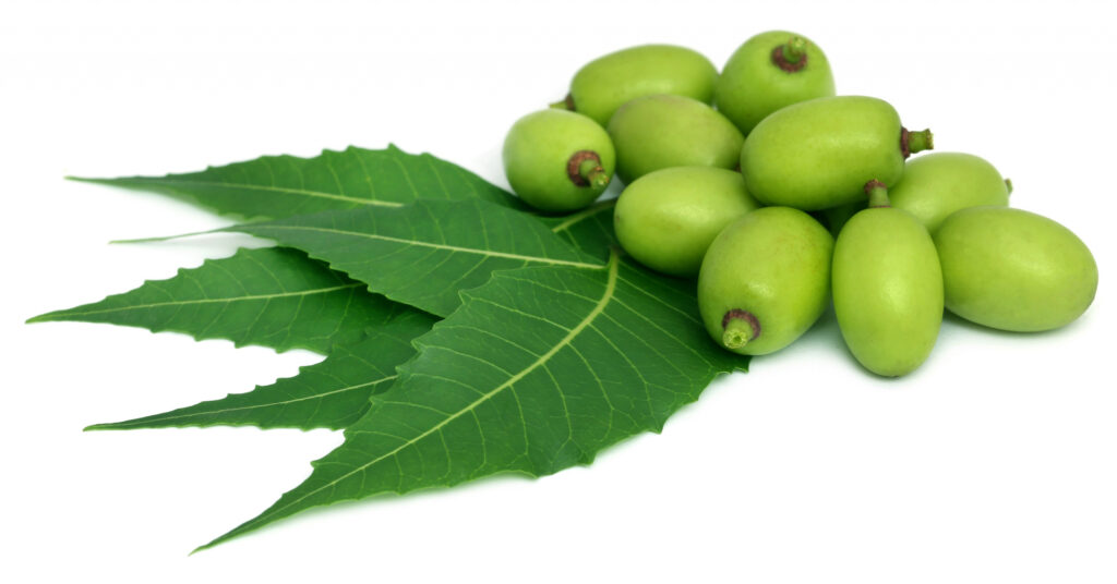 Neem Oil