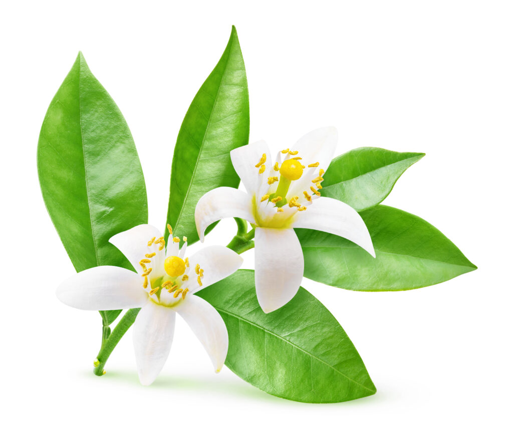 Orange Blossom Hydrosol/Floral Water (Neroli)