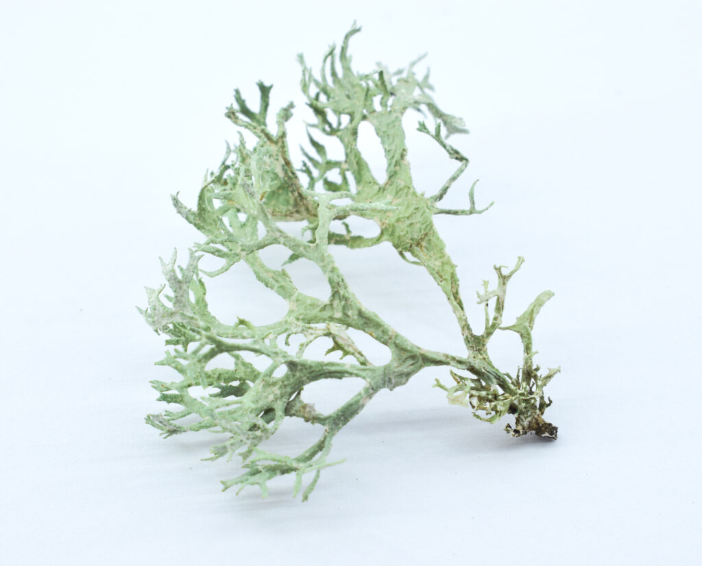 Oakmoss