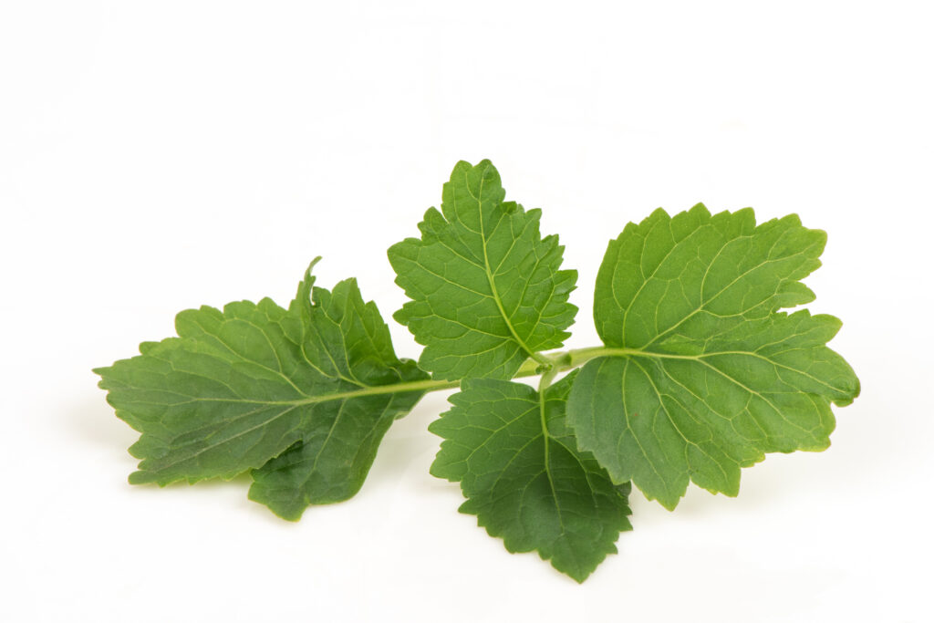 Patchouli Essential Oil