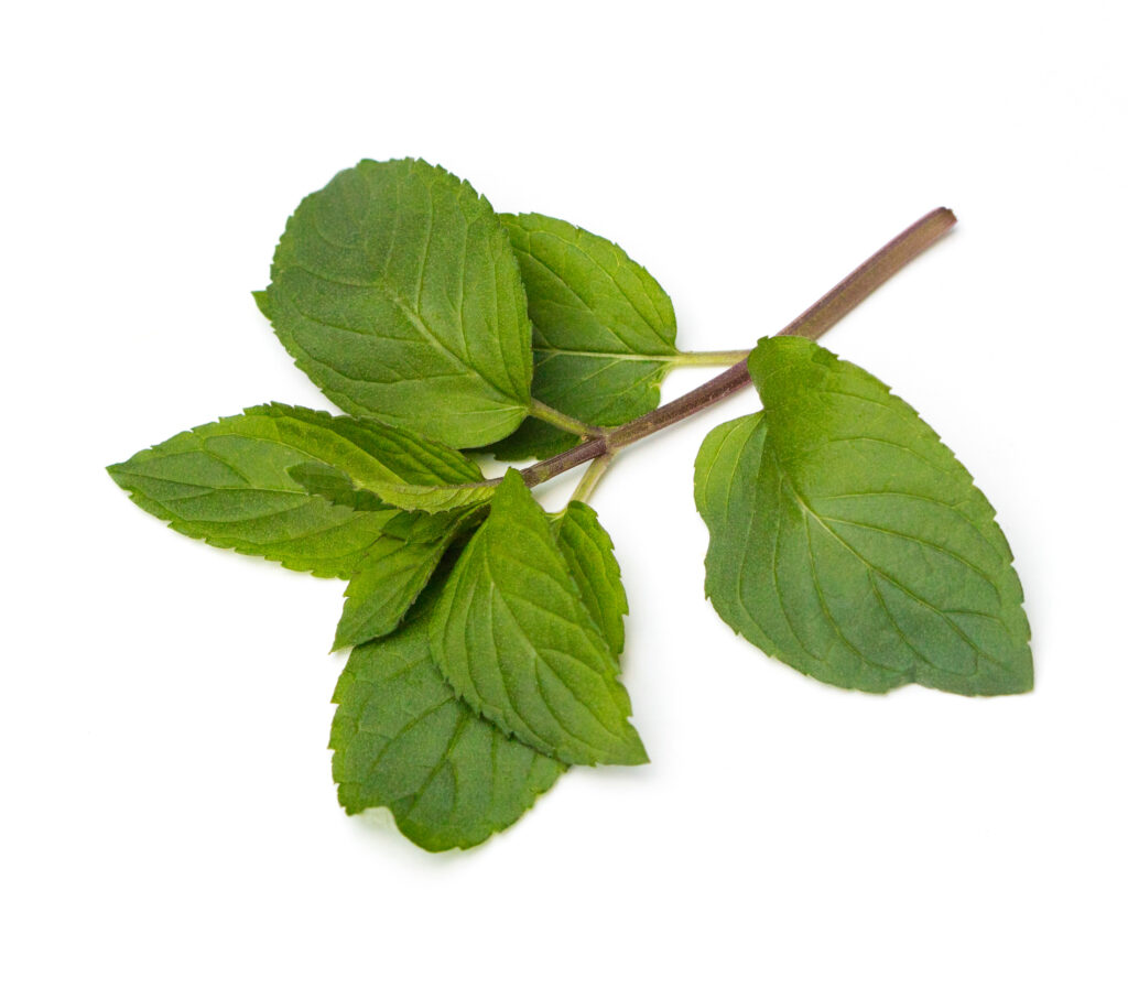 Peppermint Essential Oil