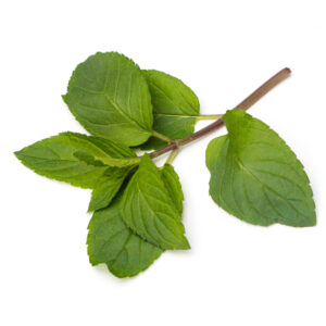 Peppermint Essential Oil/ English