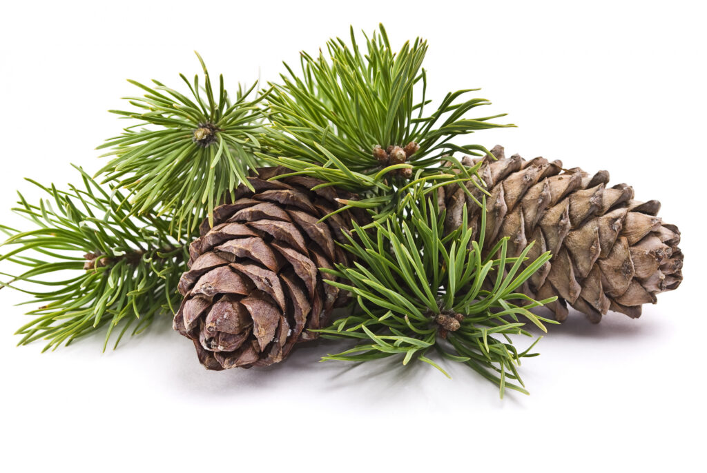 Pine Needle Essential Oil