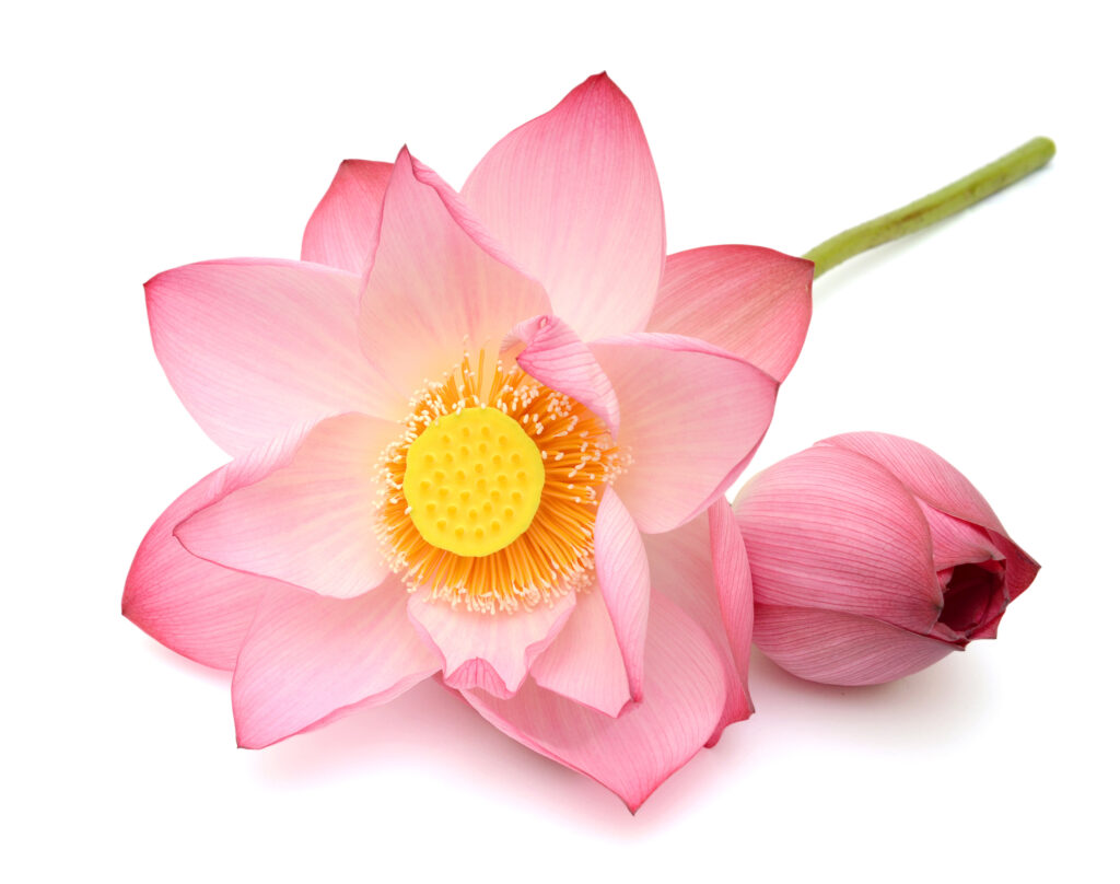 Pink Lotus
