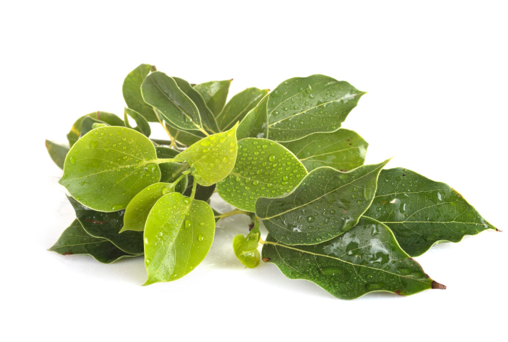 Ravintsara Camphora