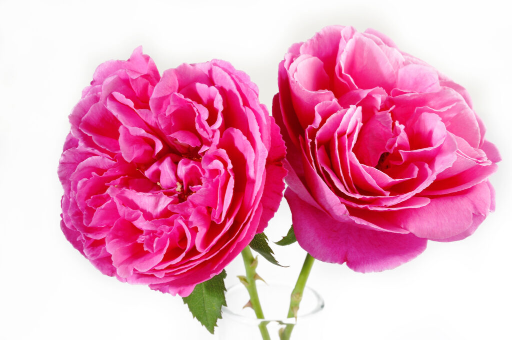 English Rosewater/Hydrosol