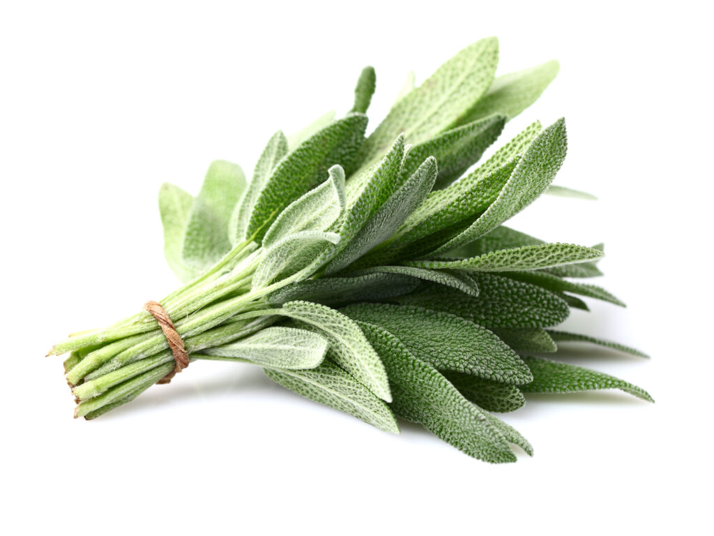 Sage Essential Oil