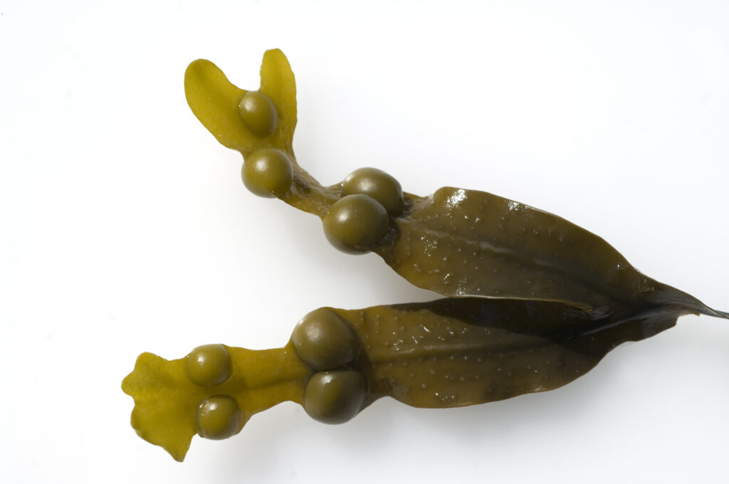 Seaweed Absolute
