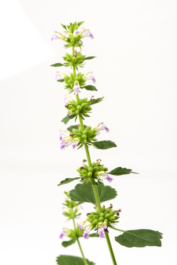 Spikenard Essential Oil