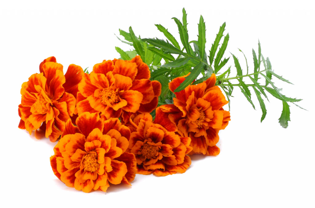 Tagetes