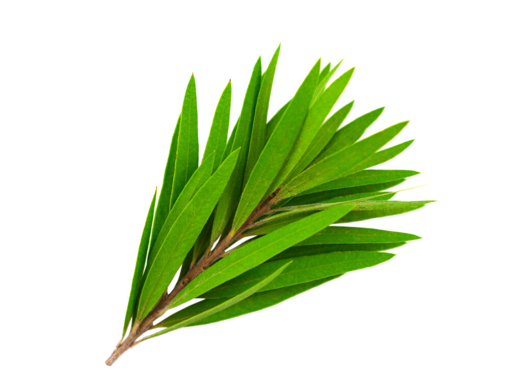 Tea Tree Hydrosol/Floral Water