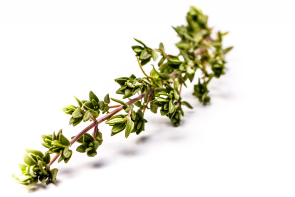 Thyme Oil Red
