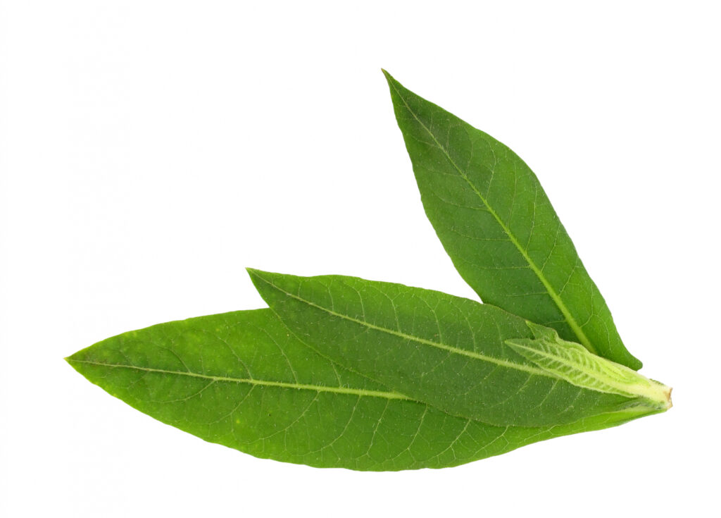 Tobacco Absolute