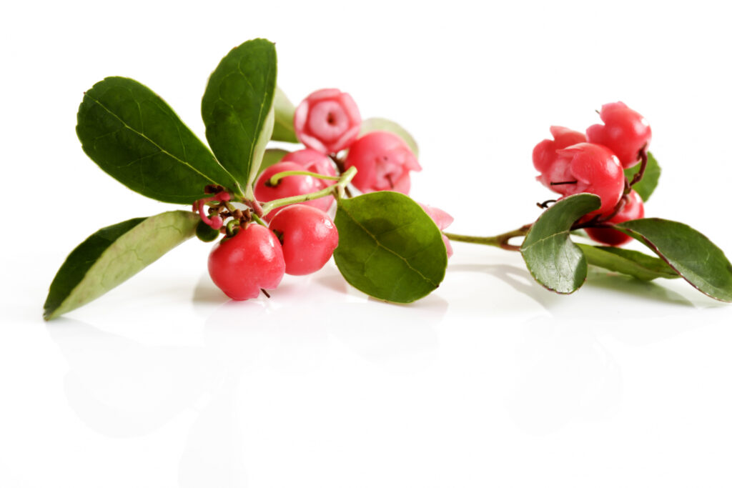 Wintergreen Essential Oil