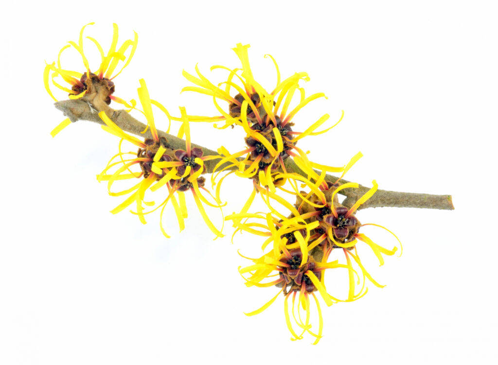 Witch-Hazel Floral Water