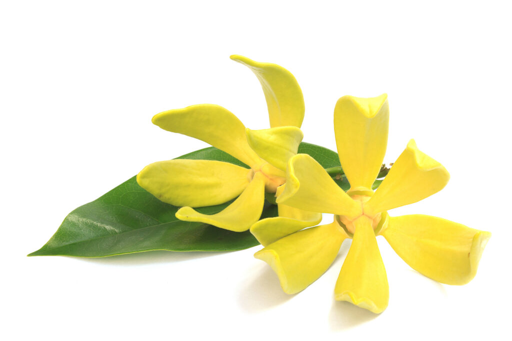 Ylang Ylang Complete Essential Oil