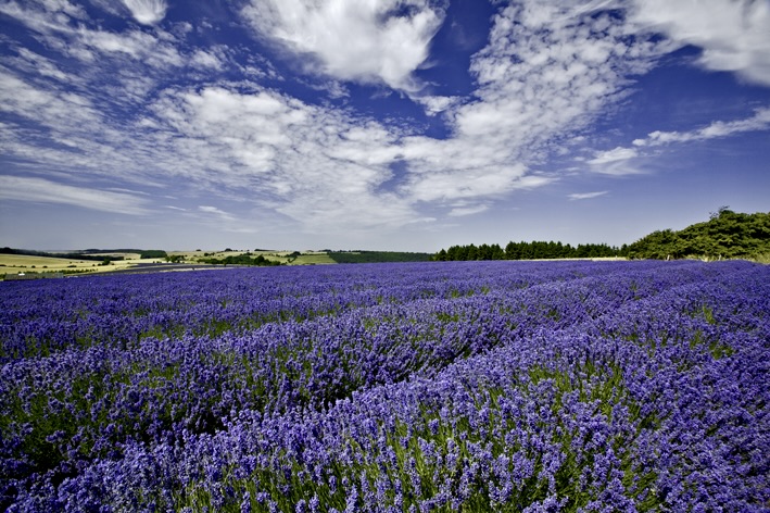 Discover the wonders of English Lavender Essential Oil